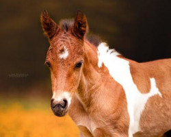 dressage horse Racoon A (Lewitzer, 2023, from Romeo)