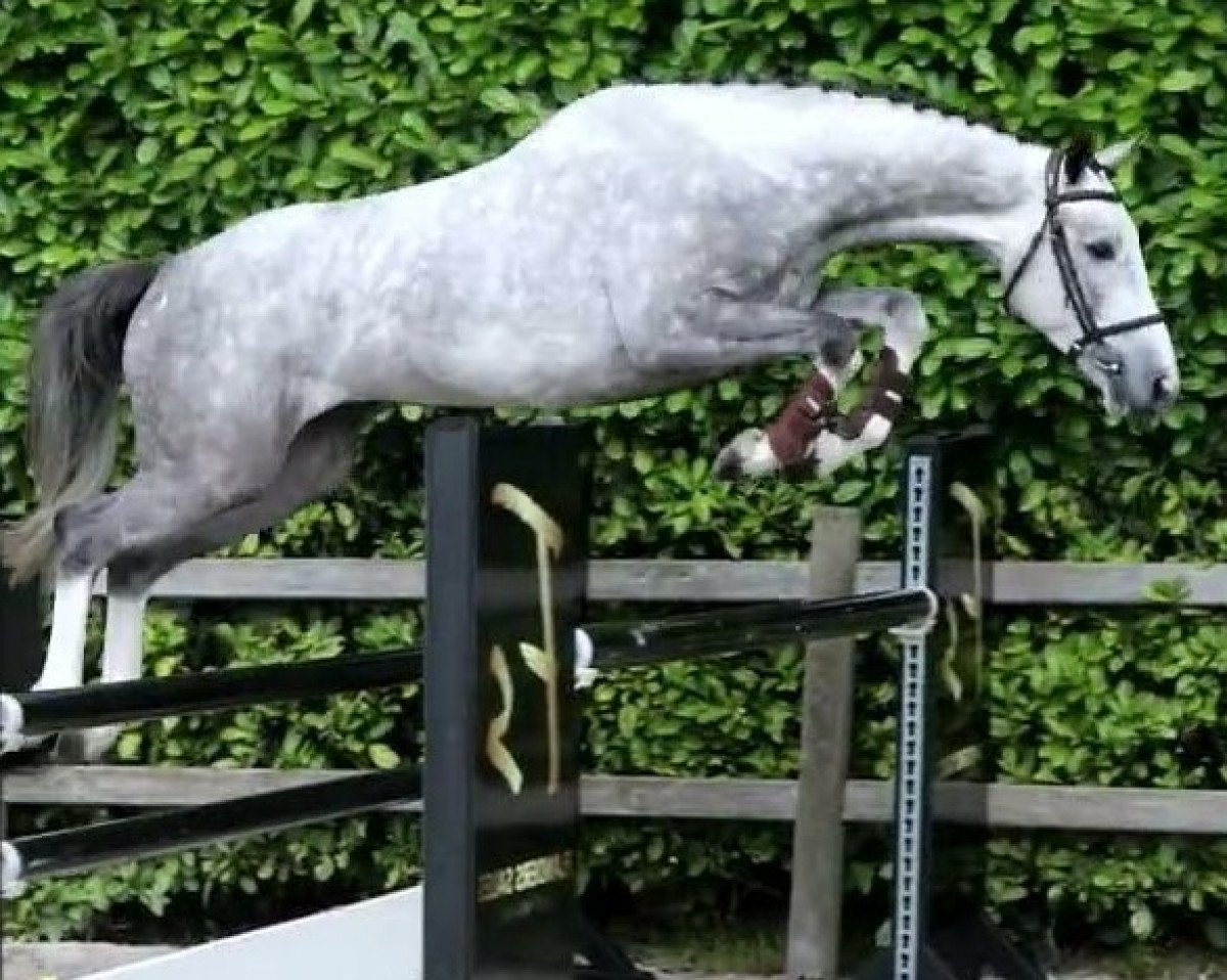 horse Knock Knock TZ (Zangersheide riding horse, 2019, from Kannan Jr)