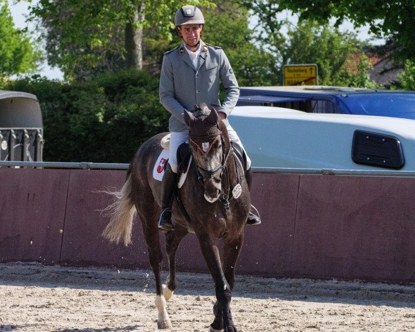 stallion Vincero 8 (Hanoverian, 2019, from Viscerado)