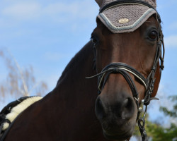 Pferd Kamee 18 (Deutsches Reitpony, 2002, von Speyksbosch Dancer)