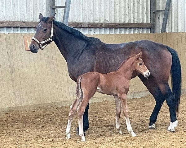 broodmare Quitte (Westphalian, 2008, from Quaterback)