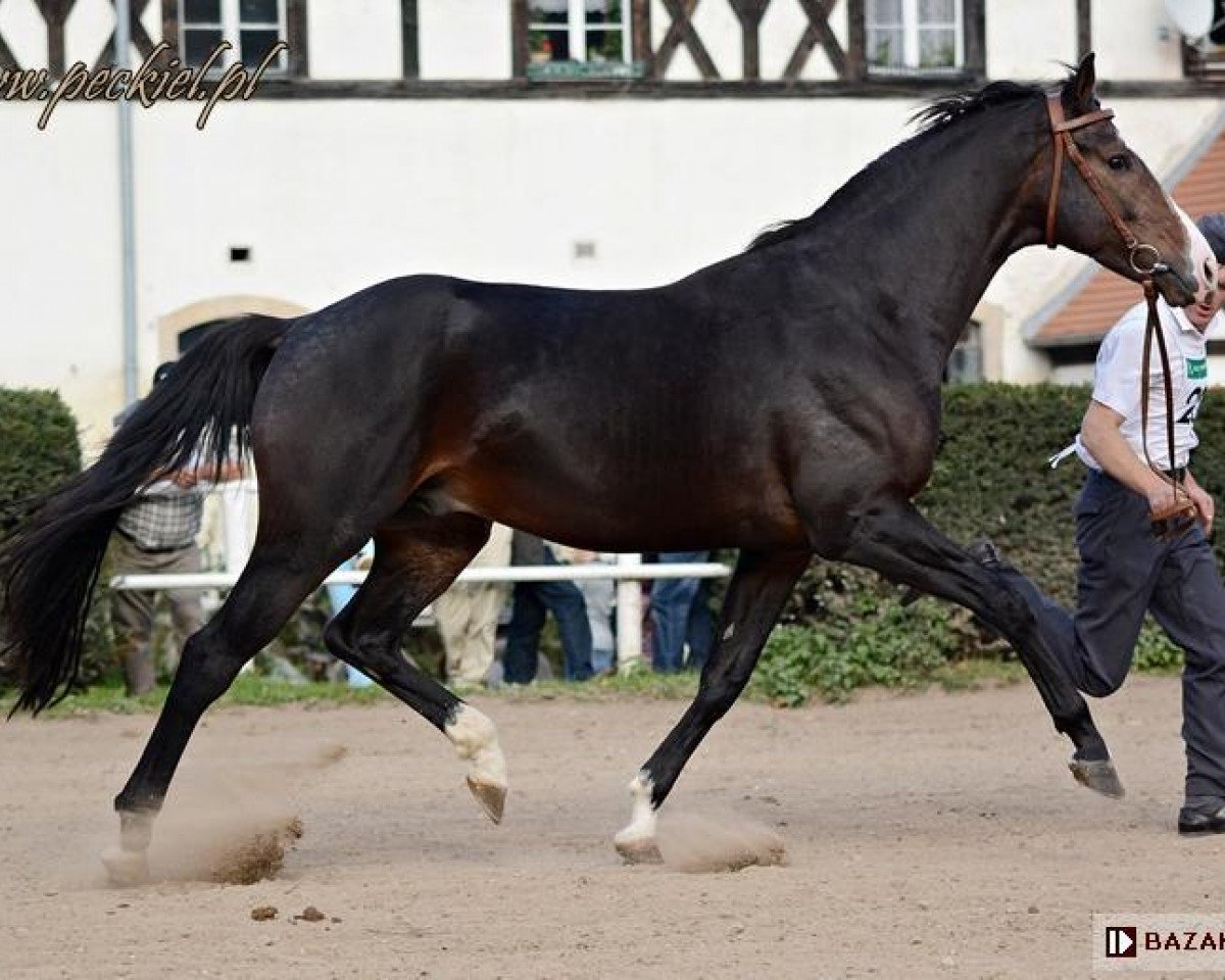 stallion Egerro (Polish Warmblood, 2011, from Salwiusz)