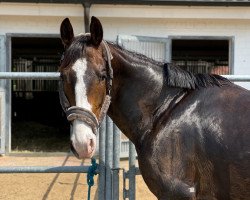 Springpferd Quincy de Revel (Polnisches Warmblut, 2018, von Egerro)