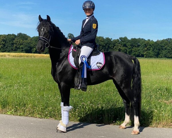 dressage horse Noir Plaisir (German Riding Pony, 2018, from No Limit)