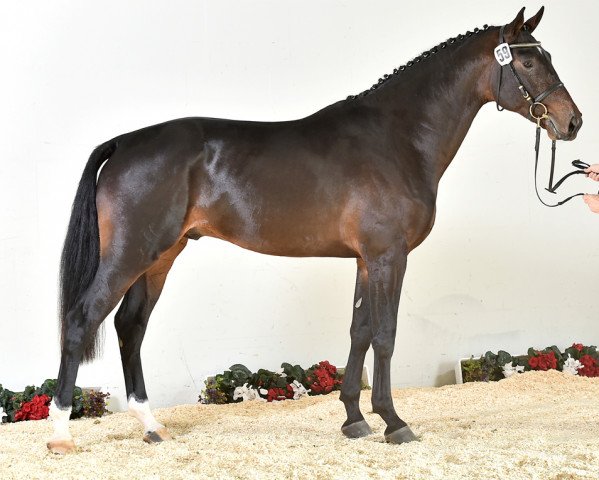 stallion Tocanto (Holsteiner, 2013, from Totilas)