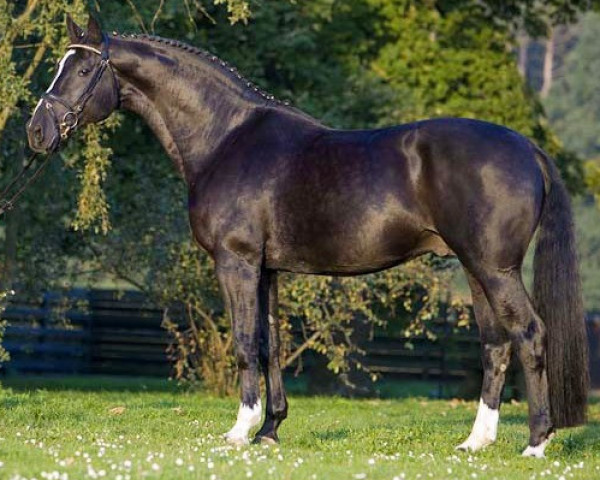stallion Rosenstolz 127 FIN (Westphalian, 1997, from Rosenkavalier)