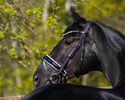 dressage horse Fabula (Hanoverian, 2017, from Fürsten-Look)