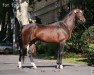 Deckhengst Salwiusz (Polnisches Warmblut, 2004, von Quamiro)