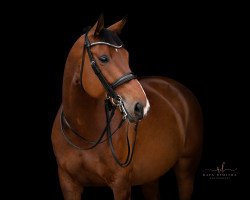 dressage horse Quinta 120 (Bavarian, 2011, from Quarterline)