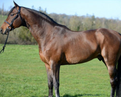 Deckhengst Con Air (Holsteiner, 1997, von Contender)