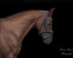 dressage horse Baila Von Feldmatt CH (Swiss Warmblood, 2016, from Borsalino)