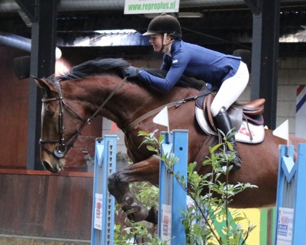 broodmare Ilse C (KWPN (Royal Dutch Sporthorse), 2013, from Numero Uno)
