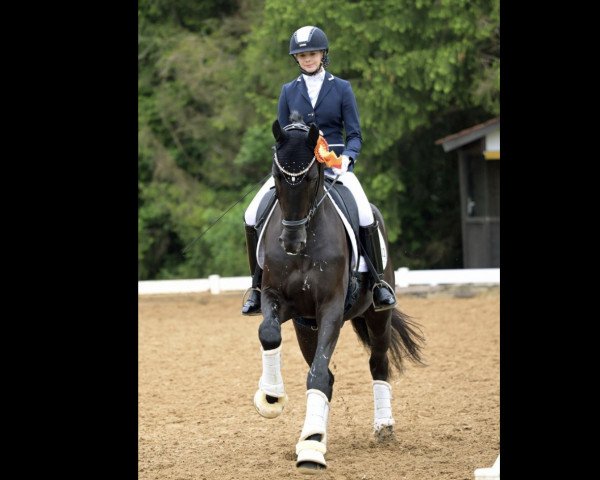 dressage horse Lysander 132 (German Sport Horse, 2018, from Lord Leopold 7)
