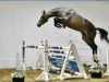 jumper Billy Ruble (anglo european sporthorse, 2017, from Comilfo Plus Z)