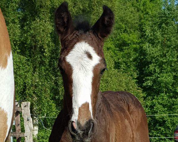 Springpferd Sir Lovely Spectre TR (Pinto/Hunter, 2023, von Sunny Boy Junior)