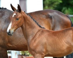 jumper Phantom van de Lindehoeve (Belgian Warmblood, 2015, from Darco)