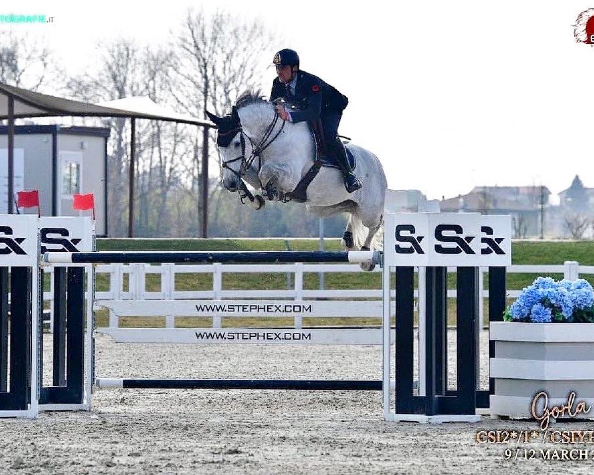 Springpferd Dynamite Vh Legita Hof Z (Zangersheide Reitpferd, 2014, von Diamant de Semilly)