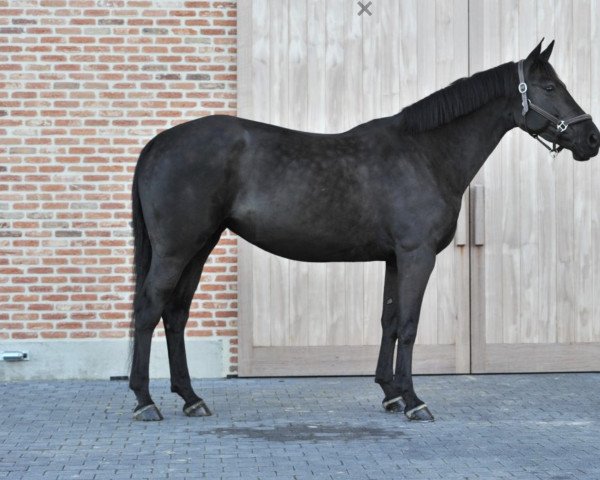 jumper Dream du Toultia Z (Zangersheide riding horse, 2012, from Darco)