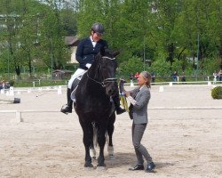 dressage horse Maximus Nero XVI (Noric, 2016)