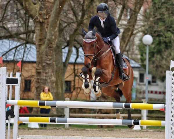 jumper van Browny Bs (Zangersheide riding horse, 2015, from van Gogh)