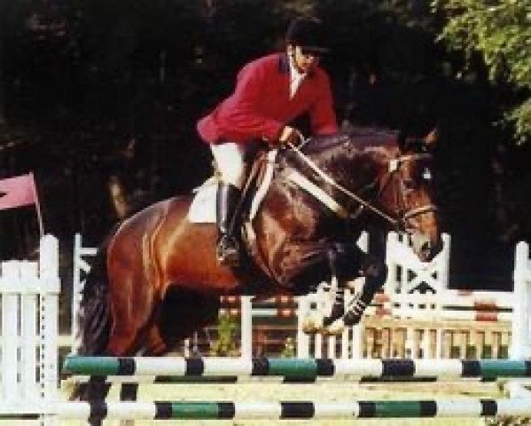 stallion Fantin de Raviere (Selle Français, 1993, from Count Ivor xx)