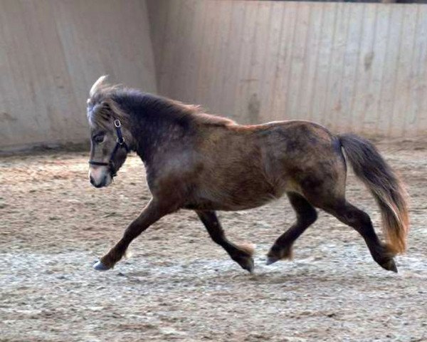 stallion Silbersee's Legolas (Shetland Pony, 2018, from Gedsagergards Lexus)