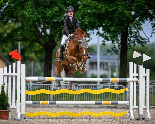jumper Hs Victoria (Irish Sport Horse, 2013, from Castlecomer Q)