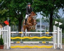 jumper Hs Victoria (Irish Sport Horse, 2013, from Castlecomer Q)