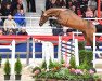 stallion Cascamiro (Oldenburg show jumper, 2019, from Cascadello)