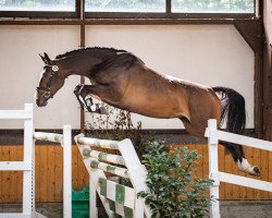 Springpferd Grand Castella S (Deutsches Sportpferd, 2019, von Grandofornio S)