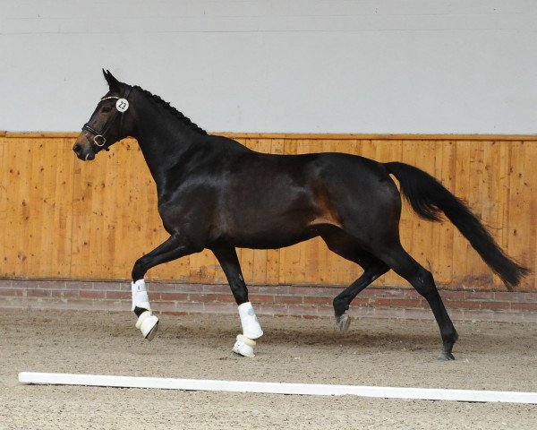 broodmare Daliah (Oldenburg, 2019, from Don Olymbrio)