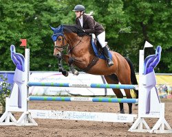 jumper Crystal Queen (German Sport Horse, 2016, from Cambridge 31)