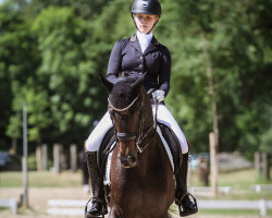 dressage horse Feline 119 (Hanoverian, 2009, from Fuerst Rousseau)