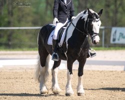 dressage horse Aba Hatschi 5 (unknown, 2012)