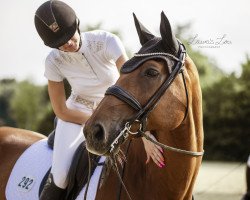 dressage horse Benito 157 (Rhinelander, 2005, from Boss)