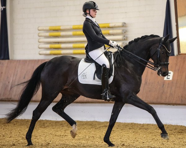 dressage horse Nikita (Oldenburg, 2014, from Fürstenball)