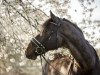 dressage horse Lord Liverpool (Zweibrücken, 2005, from Lord Nobel S)