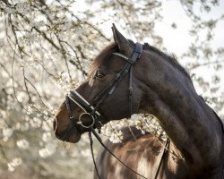 dressage horse Lord Liverpool (Zweibrücken, 2005, from Lord Nobel S)