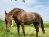 dressage horse Chary (unknown, 1999)