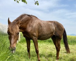 dressage horse Chary (unknown, 1999)