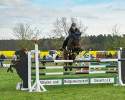 broodmare Cosima 311 (German Sport Horse, 2012, from Casskeni II)