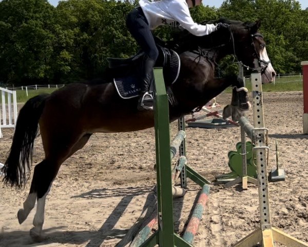 jumper Miss Magic Lumi (German Riding Pony, 2012, from Magic Cornflakes)