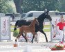 dressage horse Hengst von Follow Him's Schönweide / Don Bedo I (Westphalian, 2021, from Follow Him's Schönweide)