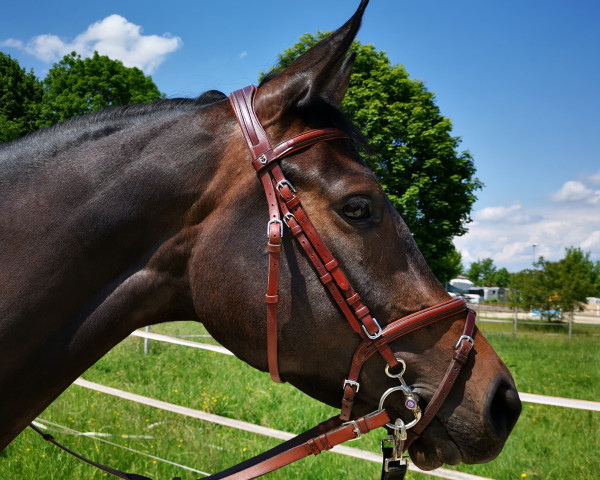 dressage horse Trakehnerflair (Trakehner, 2019, from Ivanhoe)