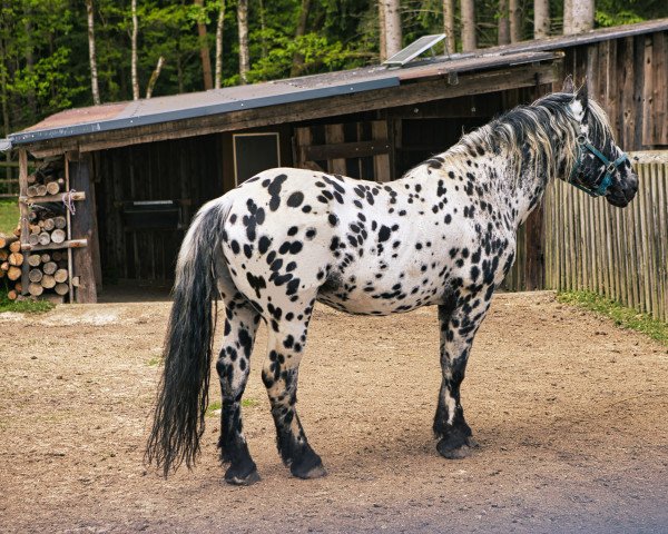 Deckhengst Halux (Noriker, 2010)