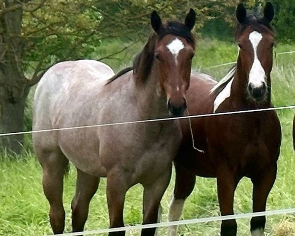 horse Blue Lopin Chip (Quarter Horse, 2022, from Aint It The Blues)