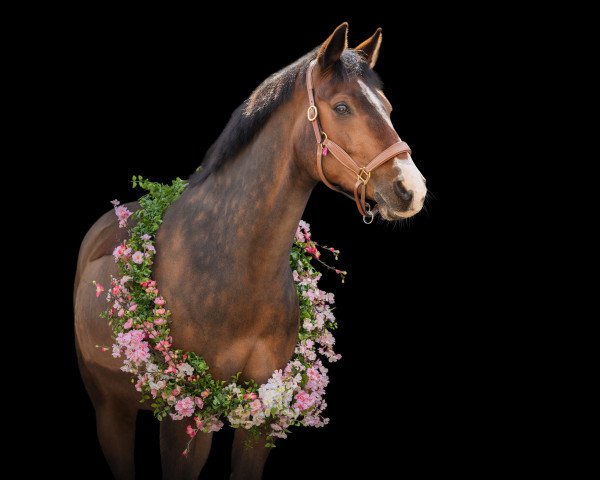 jumper Berti (German Riding Pony, 2012, from Burlington S)