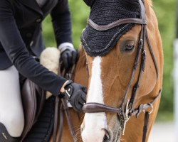 Zuchtstute Caprice VL (Deutsches Sportpferd, 2015, von Cellestial)