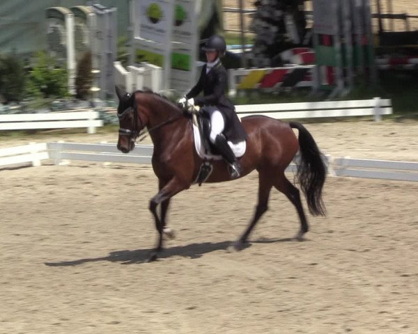 Reitturnier Bochum 2023