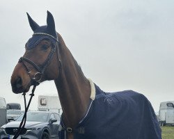 jumper Cornet Corleone PS (Oldenburg show jumper, 2016, from Cornet Colbert)